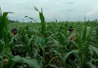 Polisi-Terus-Dampingi-Warga-Bakung-Temenggungan-Kelola-Jagung