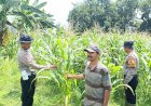 Kapolsek-Balongbendo-Berikan-Pendampingan-untuk-Swasembada-Pangan-Mandiri-di-Desa-Penambangan