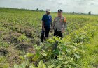 Bhabinkamtibmas-Desa-Cangkring-Tinjau-Perkembangan-Tanaman-Cabai-Demi-Ketahanan-Pangan
