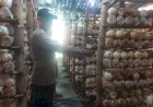 Potensi-Usaha-Rumahan,-Budidaya-Jamur-Tiram-di-Desa-Segodobancang-Dukung-Ketahanan-Pangan