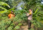 Bhabinkamtibmas-Dampingi-Warga-Magersari-Kelola-Pekarangan-Jadi-Lahan-Pangan-Bergizi