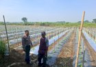 Polsek-Tarik-Masifkan-Patroli-Sambang-Desa-Dukung-Program-Ketahanan-Pangan-Polresta-Sidoarjo