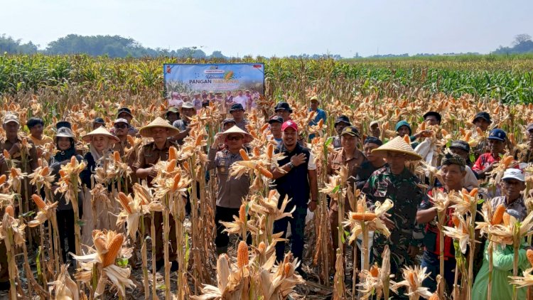 Panen-Jagung-Kuartal-III-di-Kecamatan-Balongbendo