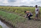 Polsek-Taman-Tinjau-Program-Ketahanan-Pangan-Bawang-Merah-di-Desa-Pertapan-Maduretno