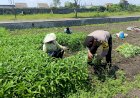 Bhabinkamtibmas-Desa-Kedungboto-Dampingi-Warga-Kembangkan-Lahan-Produktif-untuk-Ketahanan-Pangan