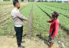 Bhabinkamtibmas-Desa-Wonokupang-Polsek-Balongbendo-Cek-Lahan-Ketahanan-Pangan