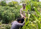 Kapolsek-Sedati-Masifkan-Peran-Bhabinkamtibmas-Dampingi-Warga-Kelolah-Lahan-Ketahanan-Pangan-Tanaman-Jagung