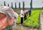 Bhabinkamtibmas-Desa-Gamping-Bersama-Perangkat-Desa-Tinjau-Perkembangan-Tanaman-Kangkung-Warga