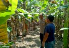 Bhabinkamtibmas-Kenongo-Motivasi-Warga-Kembangkan-Lahan-Pisang,-Wujudkan-Asta-Cita-Presiden-Prabowo