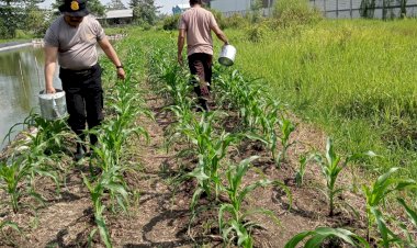 Kapolsek-Krian-Tinjau-Perawatan-Tanaman-Ketahanan-Pangan