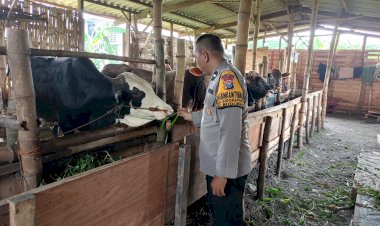Topang-Ketahanan-Pangan,-Peternak-Sapi-di-Sidokepung-Buduran-Diberi-Motivasi-Polisi