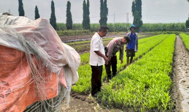 Bhabinkamtibmas-Desa-Gamping-Bersama-Perangkat-Desa-Tinjau-Perkembangan-Tanaman-Kangkung-Warga