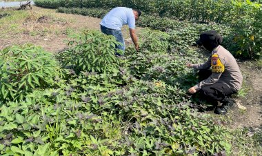 Polwan-Dampingi-Warga-Rawat-Tanaman-Singkong-dan-Kacang-Tanah-di-Desa-Pulungan