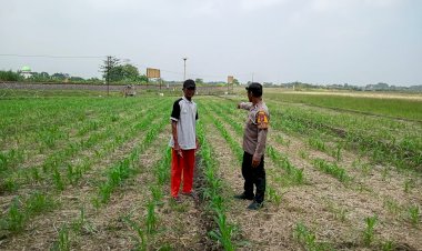 Petani-Desa-Seketi-Diedukasi-Rawat-Lahan-Jagung,-Dukung-Ketahanan-Pangan-Nasional