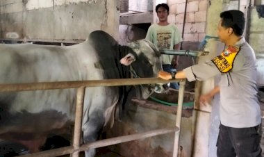 Program-Polisi-Cinta-Petani:-Polsek-Krembung-Bantu-Perawatan-Peternakan-Sapi