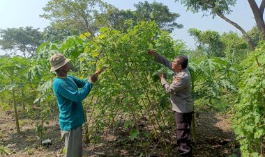 Program-P2B-Polsek-Porong-Dorong-Swasembada-Pangan-di-Desa-Pamotan-Sidoarjo