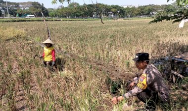 Polisi-Bantu-Warga-Sepanjang-Taman-Giatkan-Ketahanan-Pangan-Lewat-Penanaman-Padi