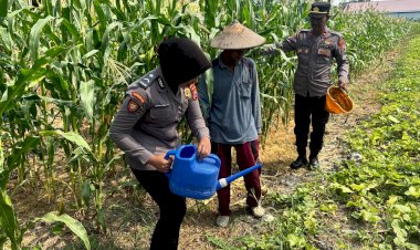 Polsek-Sedati-Dorong-Ketahanan-Pangan,-Cek-Lahan-Jagung-di-Desa-Betro