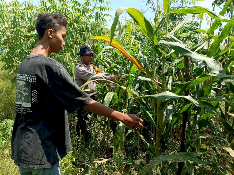 Cek Lahan Jagung Warga, Polsek Balongbendo Dukung Program Ketahanan Pangan Nasional