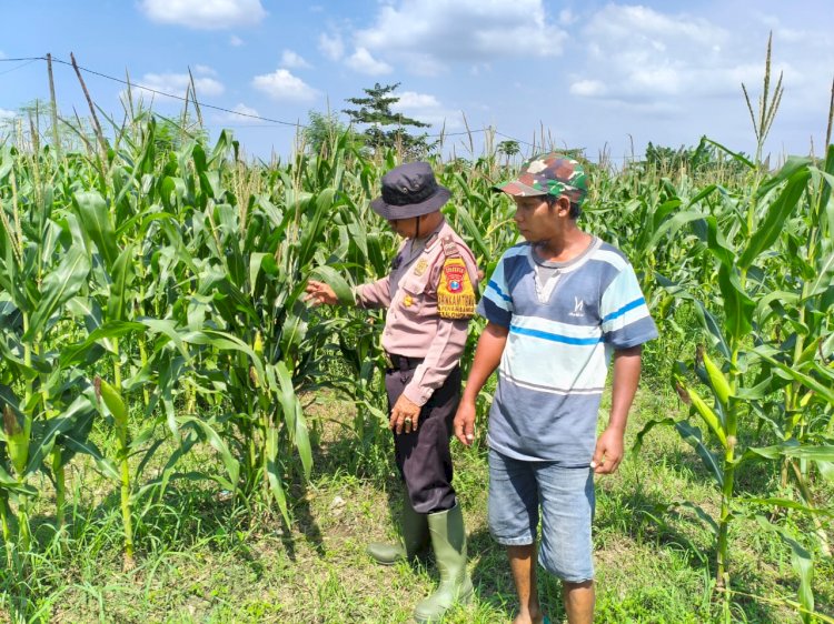 POLRESTA SIDOARJO | Cek Ketahanan Pangan, Polsek Balongbendo Sambangi Lahan Pekarangan Bergizi di Desa Bakungtemenggungan