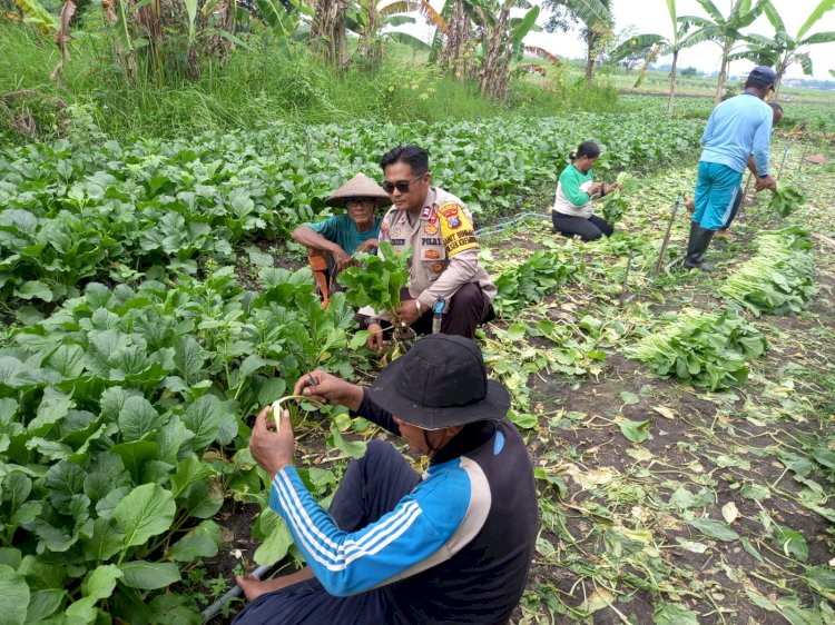 POLRESTA SIDOARJO | Polisi Bantu Petani Panen Sawi, Dukung Ketahanan Pangan di Desa Lemujut Krembung