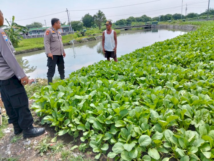 Bhabinkamtibmas Tinjau Pengelolaan Tanaman Sawi di Desa Pilang, Dorong Ketahanan Pangan Warga