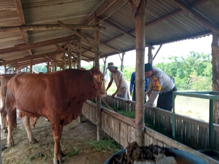 Pemeriksaan Kesehatan Hewan Ternak di Desa Kenongo, Wujud Dukungan Terhadap Ketahanan Pangan Nasional