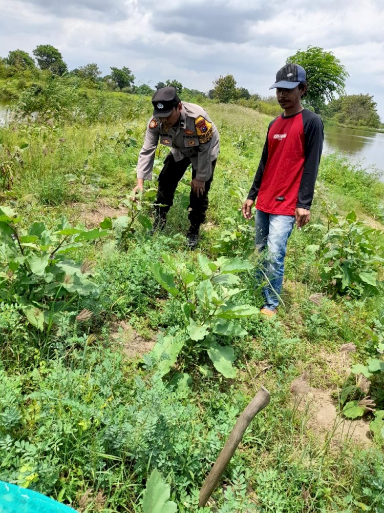 Bhabinkamtibmas Dukuh Sari Pantau Perkembangan Tanaman Sayuran untuk Dukung Ketahanan Pangan