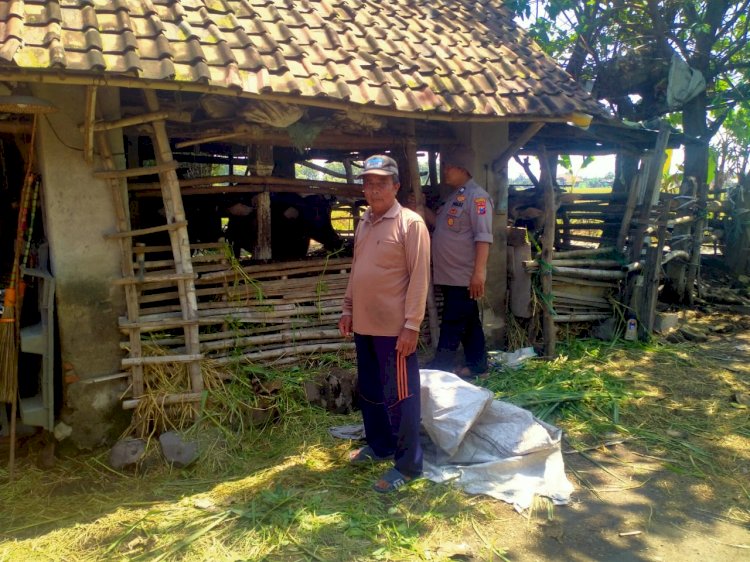 Jelang Idul Adha, Bhabinkamtibmas Prambon Cek Kesehatan Hewan Kurban Sapi