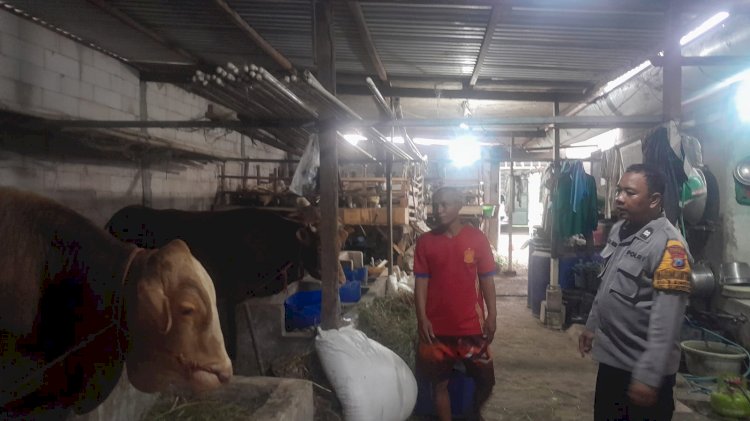 Wujud Ketahanan Pangan Bergizi, Puluhan Hewan Kurban di Desa Bangsri Siap Dipasarkan Sambut Idul Adha