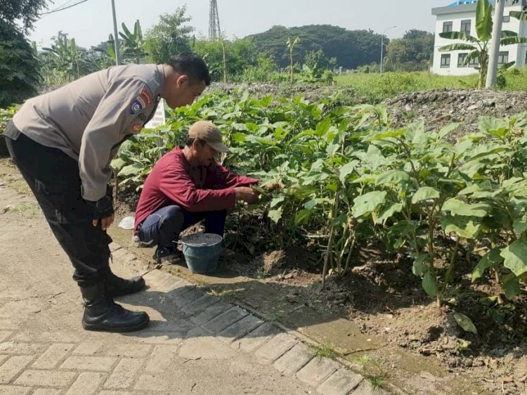 Bhabinkamtibmas Sedati Gede Jalin Silaturahmi, Sambil Edukasi Pertanian Sayur untuk Ketahanan Pangan