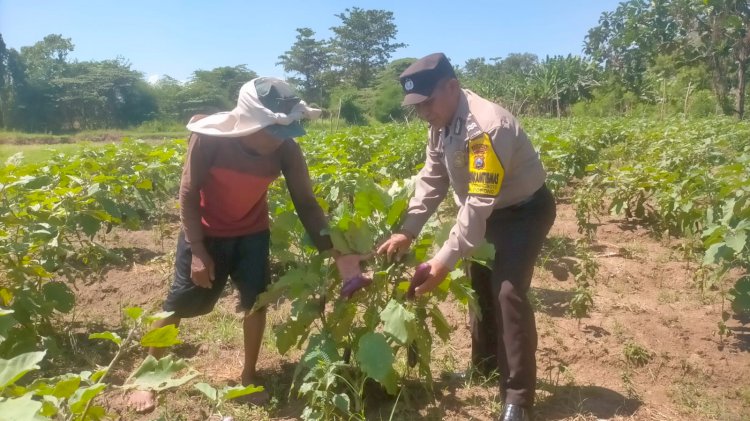 Polsek Porong Gencarkan Ketahanan Pangan Tanaman Terong