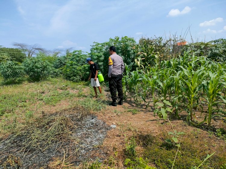 Bhabinkamtibmas Keboananom Tinjau Lahan Jagung Dukung Ketahanan Pangan Nasional