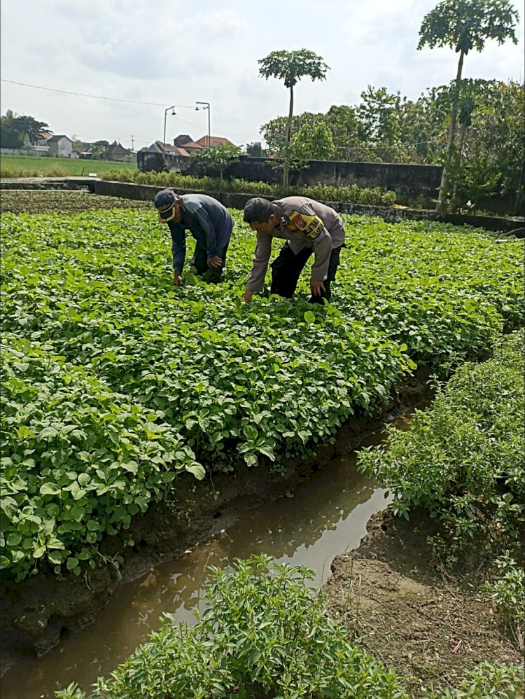 Bhabinkamtibmas Grabagan Pantau Lahan Bayam Warga, Dukung Ketahanan Pangan Polresta Sidoarjo
