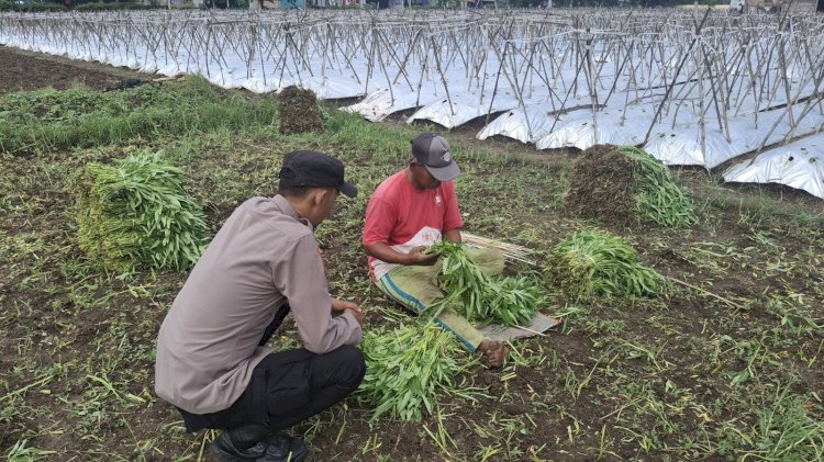 Polsek Wonoayu Dampingi Warga Sumberejo Budidaya Kangkung di Lahan Kosong